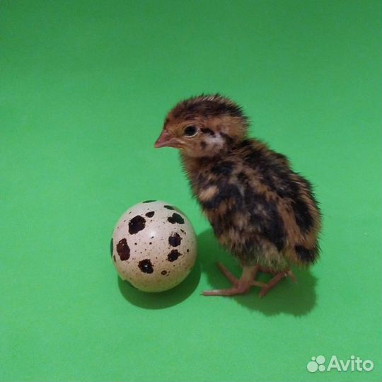 Перепелиное мясо, яйца