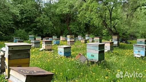 Продаются пчелы, пчелосемьи, пчелопакеты на авито