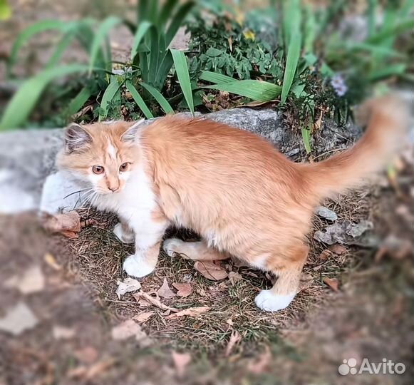 Котики котята