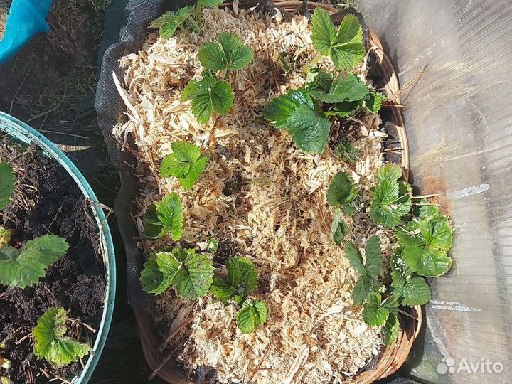 Клубника купчиха