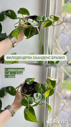 Филодендрон сканденс бразил