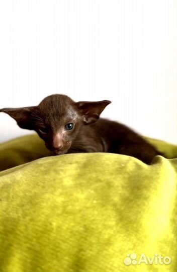 Ориентальная