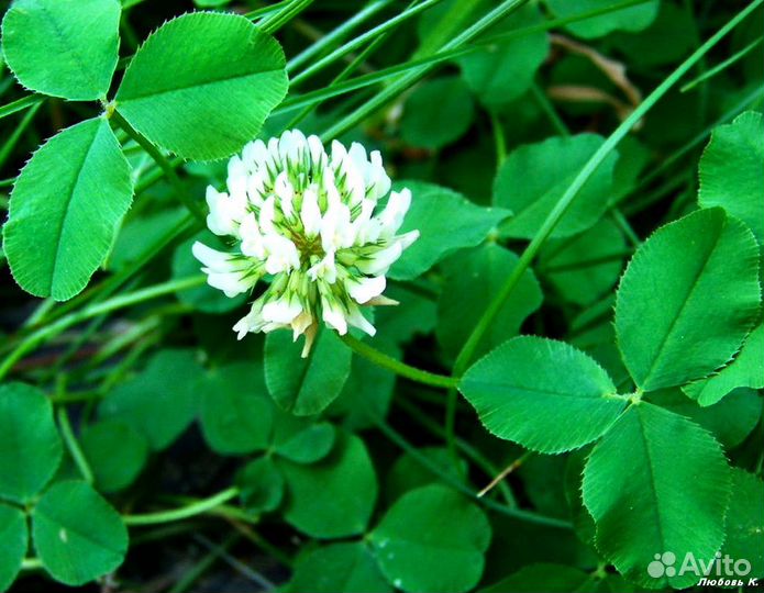Белый клевер Ривендел (микро)
