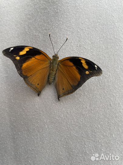 Тропические бабочки