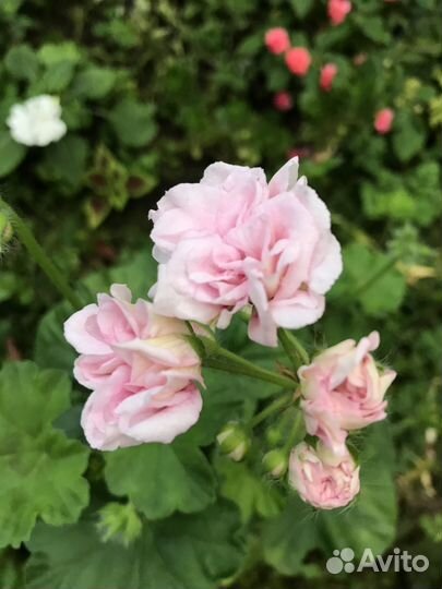 Пеларгония сортовая