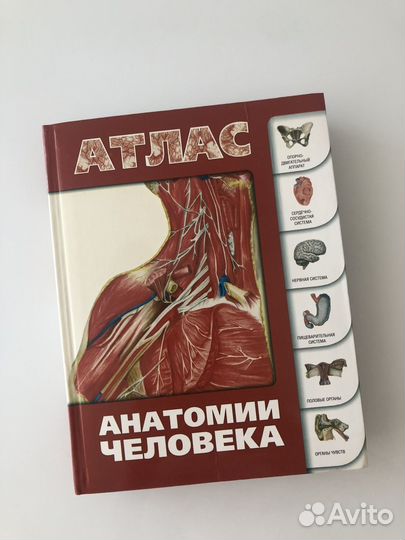 Атлас анатомии человека Левкин