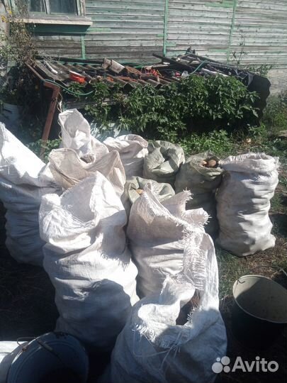 Продам картофель деревенский сорт Вега