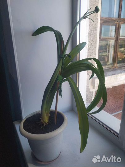 Гиппеаструм/ Hippeastrum