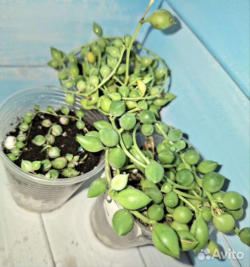 Крестовник Роули, Вар, Геррейна