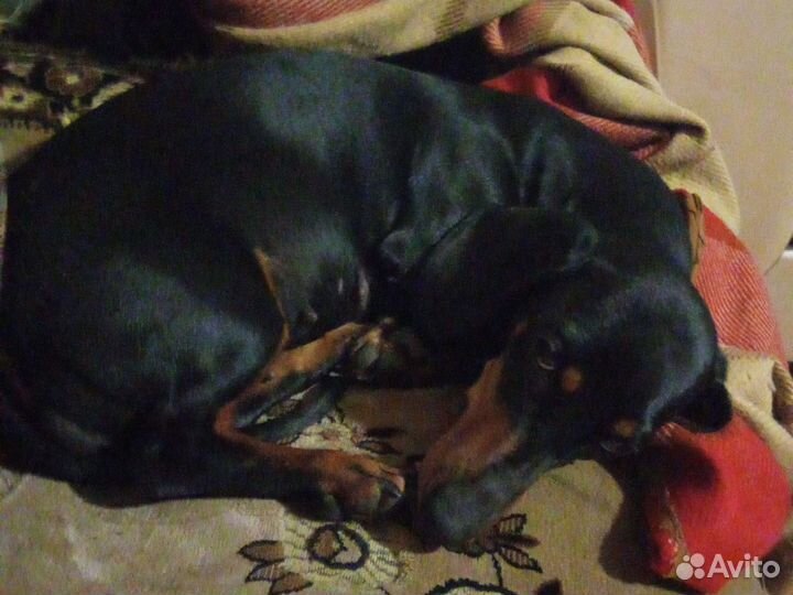 Такса девочка вязка