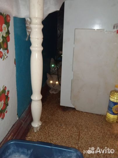 Кошки в дар бесплатно