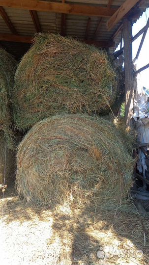 Продам сено в тюках 2023