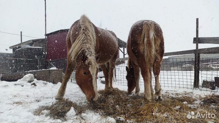 Продам Коней