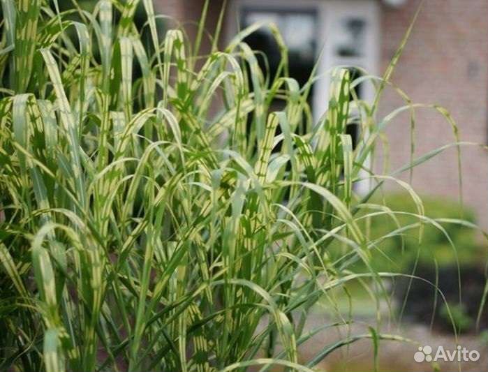 Мискантусы аллигатор