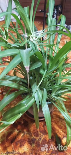 Отдам цветок