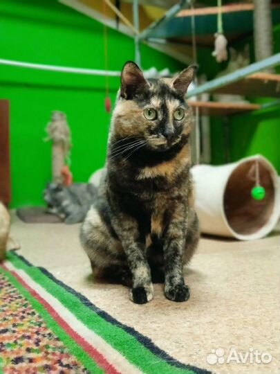 Кошечка Триша