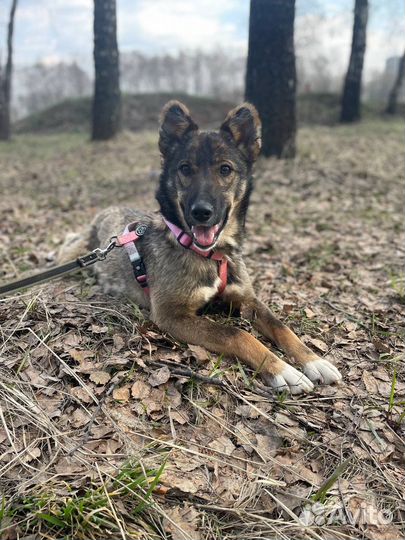 Собака небольшая Тиша в дар