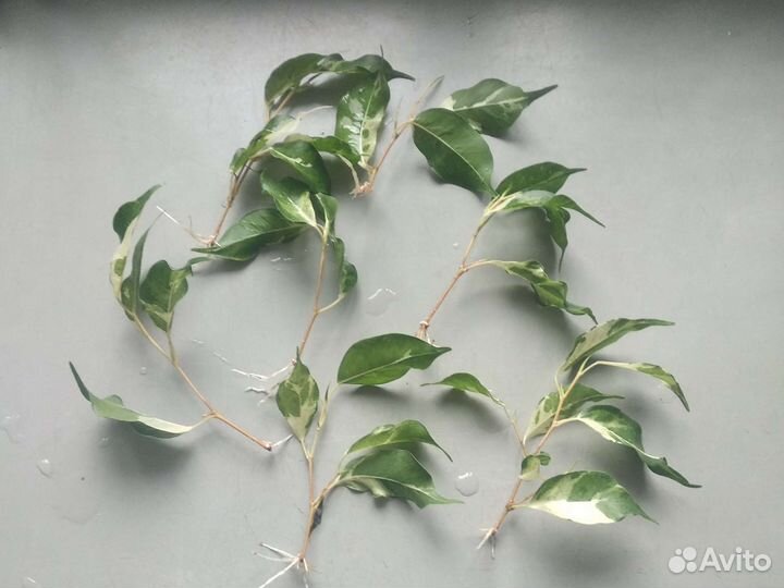 Фикусы. Керли