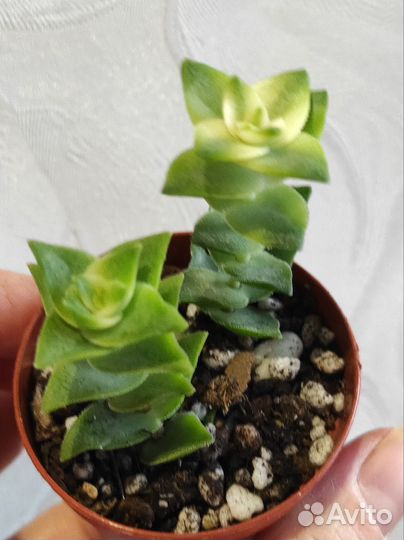 Суккуленты