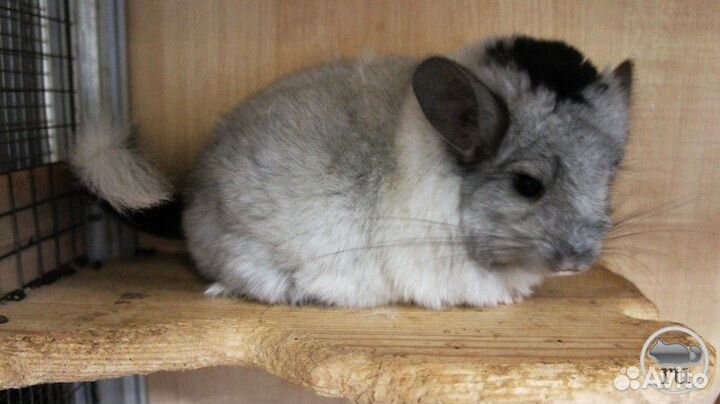 Шиншилла ангора, девочка, 5 месяцев