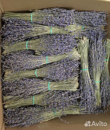 Лаванда оптом