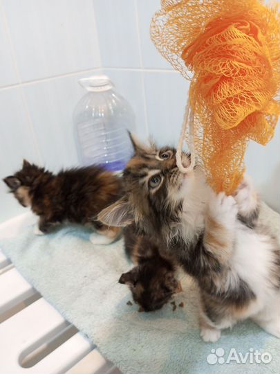 Сибирские котята