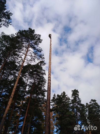 Спил деревьев, веток, чистка дерева, кронирование