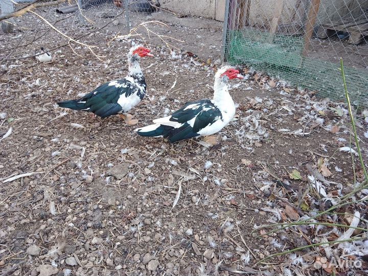 Селезень индоутки