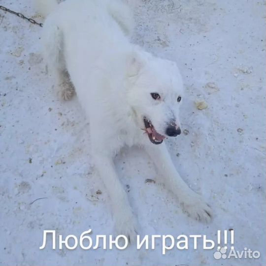Пес в добрые руки