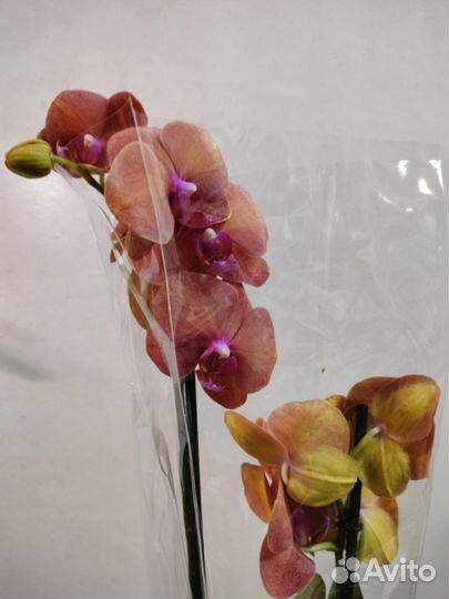 Орхидеи (биглипы), Мини