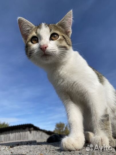 Кошки в добрые руки