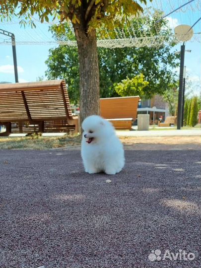 Шпиц мишка