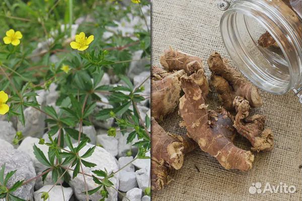 Калган корень как выглядит растение