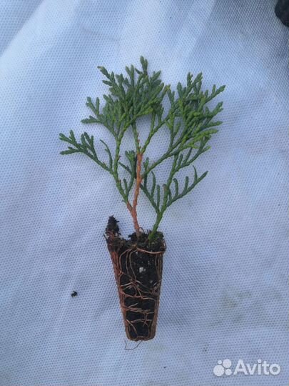 Туя смарагд саженцы