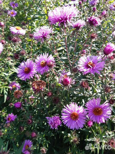 Альпийская астра/сентябринка