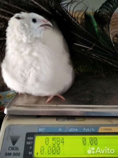 Перепелки крупные. Инк. яйцо