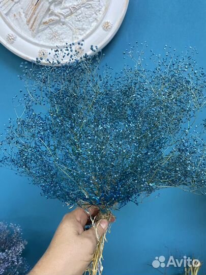 Гипсофила стабилизированная