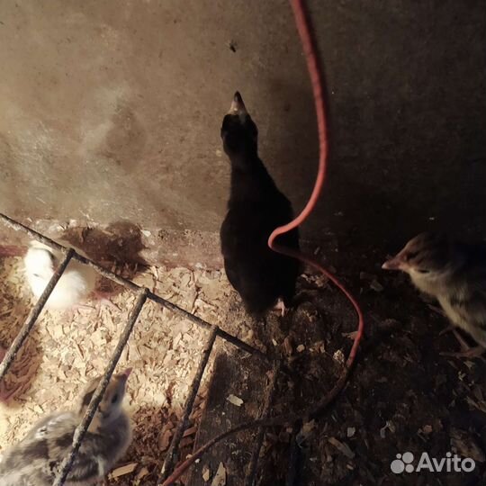 Индюшата