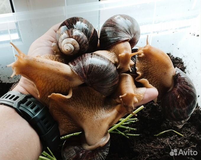 Улитки ахатины 4шт. бесплатно