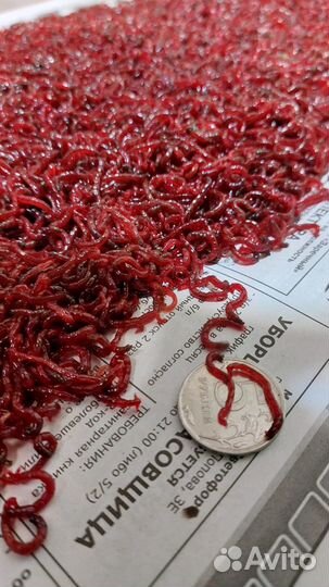 Живец пескарь, плотва,окунь,карась