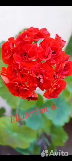 Герань пеларгония розебудная