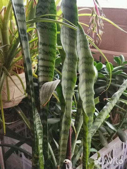 Сансевьера(