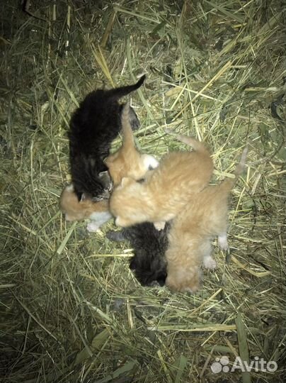 Кошки бесплатно