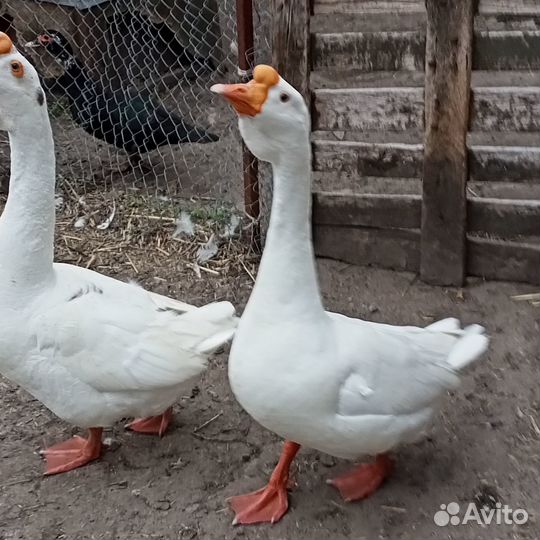 Гуси холмогорские