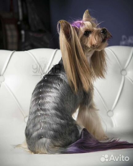 Обучение креативной стрижке собак