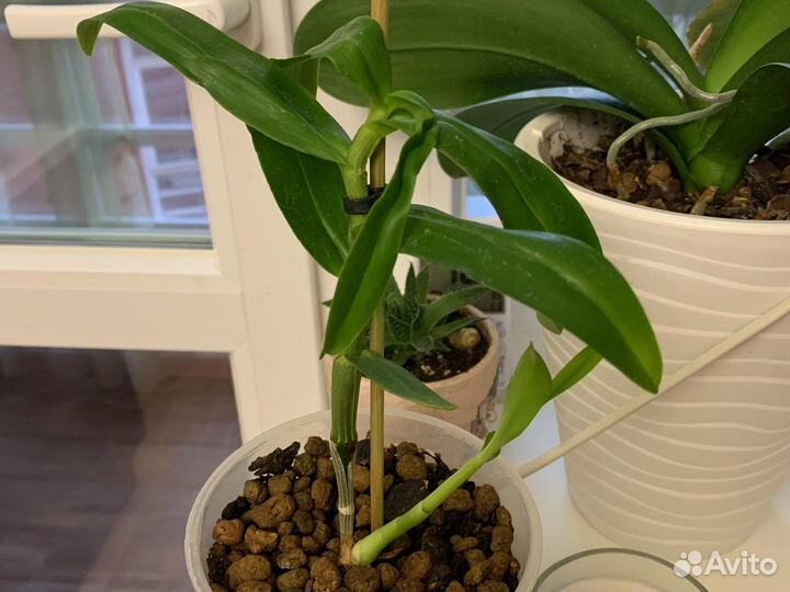 Дендробиум нобиле, монстера