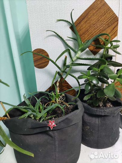 Алоэ, живое дерево