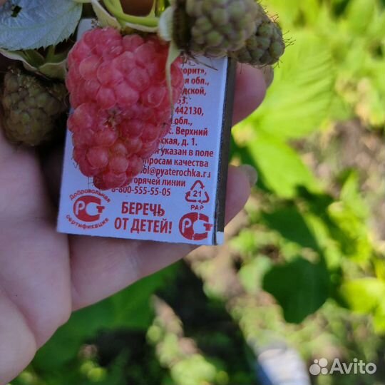 Саженцы малины