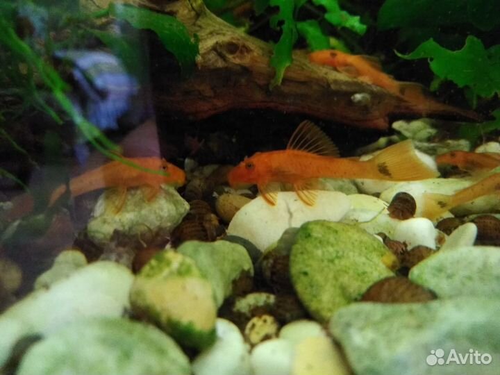 Анциструс Супер Ред (мальки)