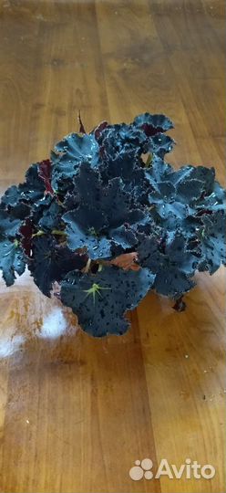 Бегония королевская